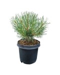 Pinus sylvestris Чантрі Блю купити